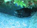   Eel under coral Taken 3.2 megapixel cannon 32  
